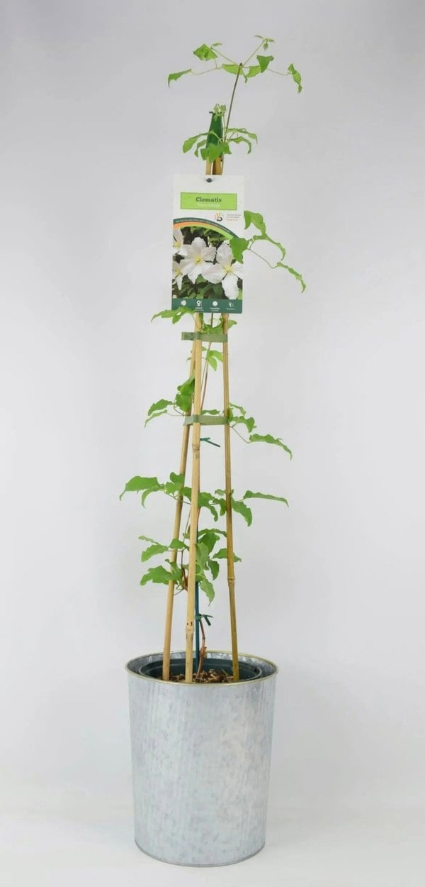 Clematis Prince George 3L pot