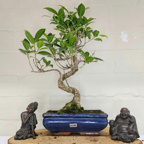 Yorkshire Bonsai Ficus Microcarpa (Banyan Fig) Indoor Bonsai Tree | Shaped | In 20cm Pot