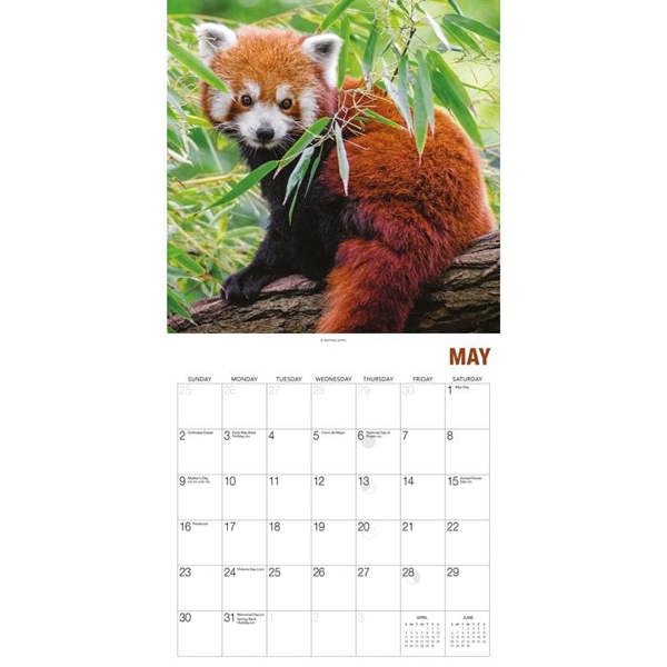Unbranded Red Pandas Calendar 2027, Wall Calendars, Month To View, Animals, Gift