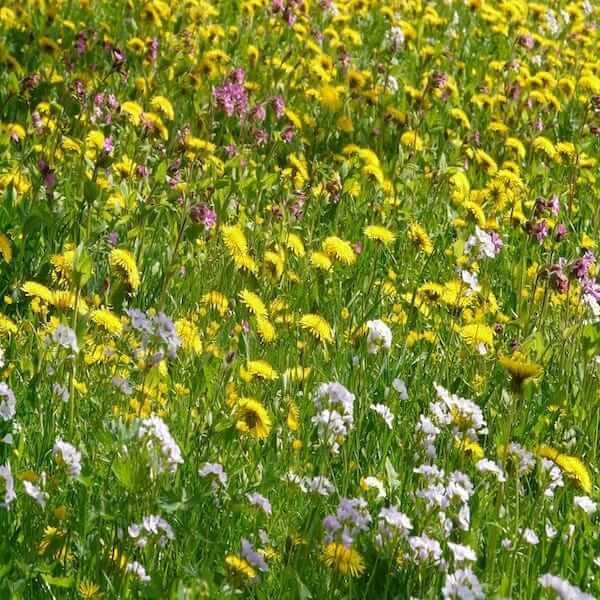 Bulk wildflower seed packets: A large bag of wildflower seeds, perfect for planting a large area. A variety of wildflower seed packets, bundled together for convenience. Wildflower seeds in bulk, ready to be planted.