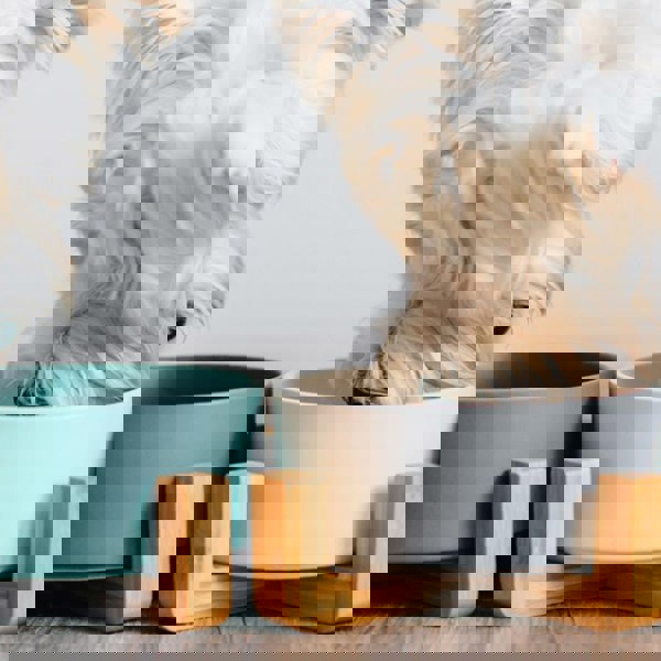 XI15 Pet Food Bowl-Weilai Concept-Weilai Concept