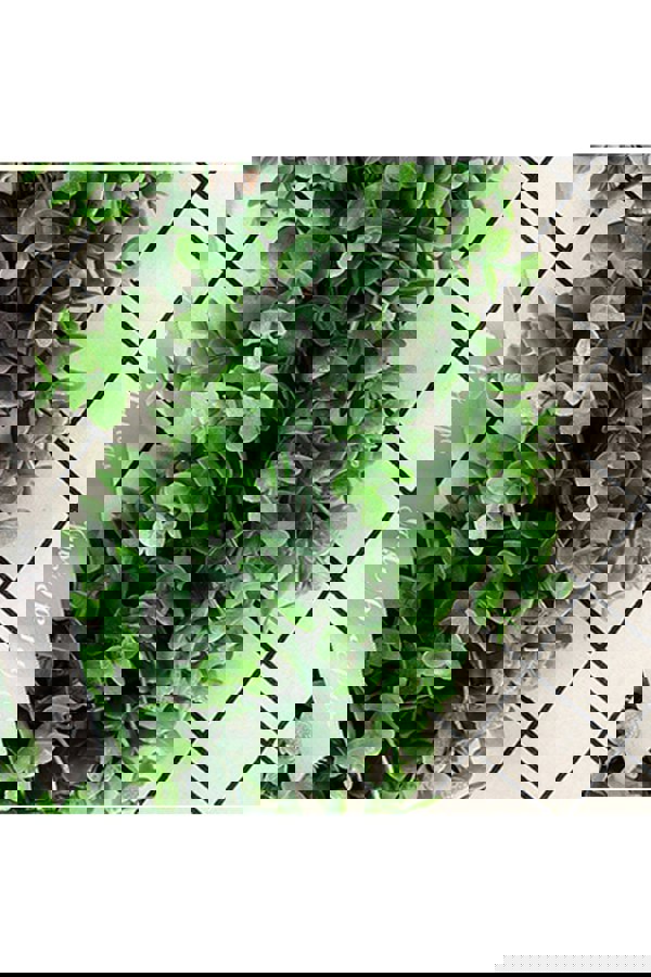 Living and Home 40cm Artificial Eucalyptus Leaf Wreath Decorative Plant with Ribbon