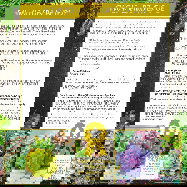 Bronte Heritage Cacti & Succulent Fertiliser – 250g water-soluble powder for indoor/outdoor plants. Promotes healthy growth & plump leaves