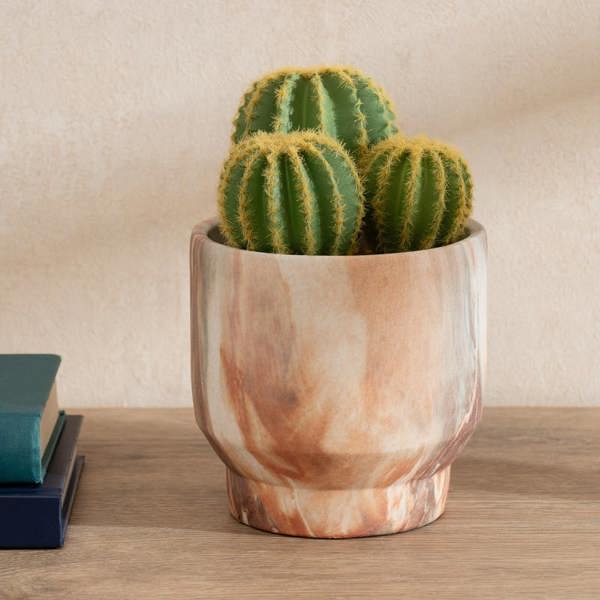 Scottish Everlastings 20cm Cactus in Cement Pot