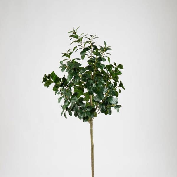 Scottish Everlastings 160cm Peperomia Tree