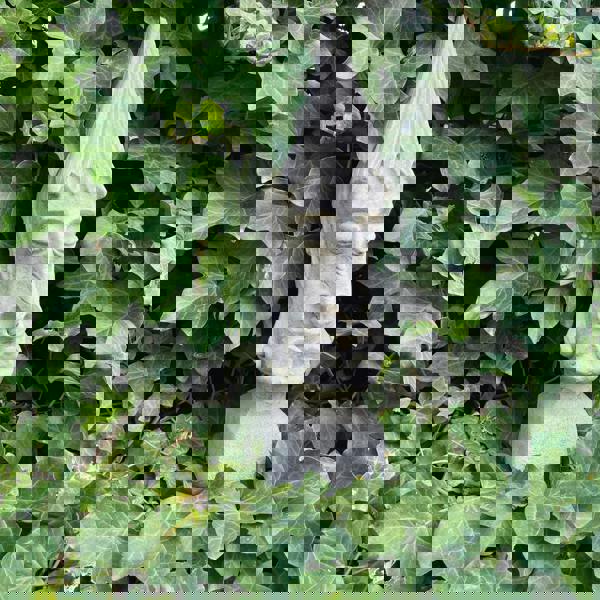 Medium Sized Easter Island Moai Pierced Tiki Head