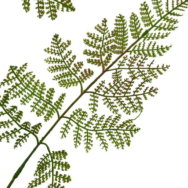 Wyld Haus Set of 3 Artificial Flowers Large Bracken Fern Sprays