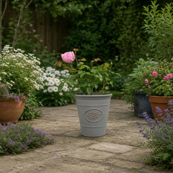 3L Pink Patio Rose Outdoor Garden Rose in Decorative Pot