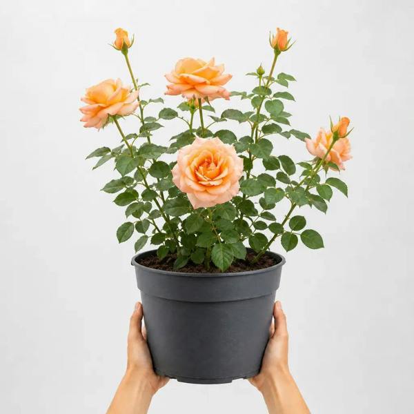 3L Happy Birthday Peach Rose Bush - Beautiful Flowering Plant Gift