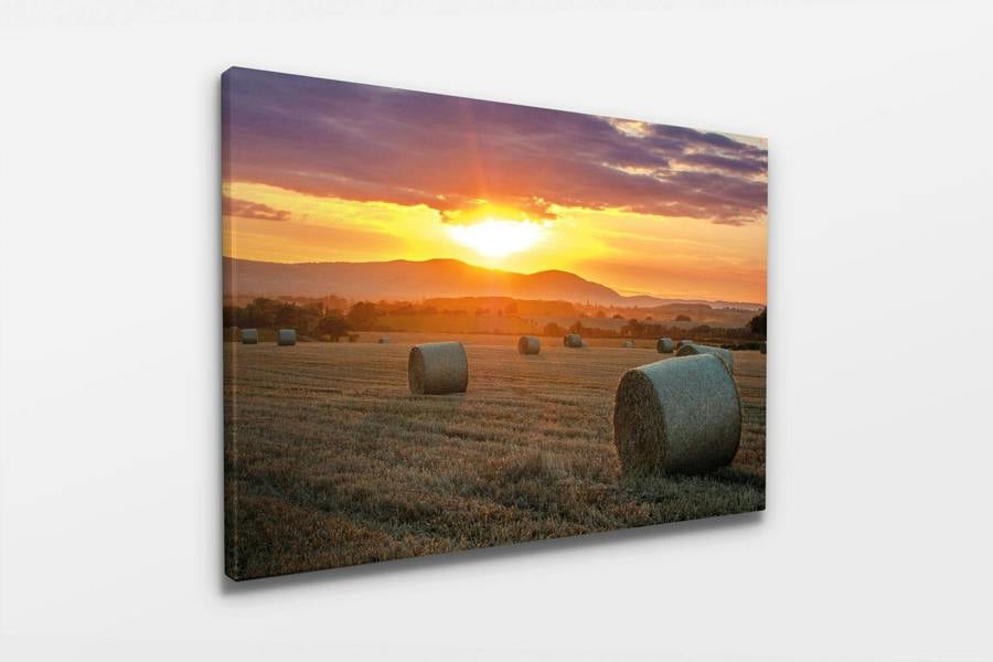 Fernlight Gallery Fields of Gold