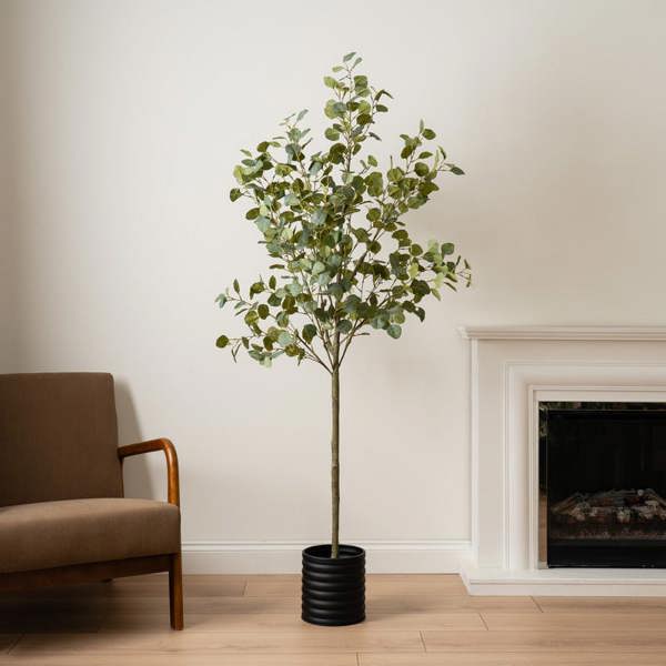 Scottish Everlastings 185cm Eucalyptus Tree