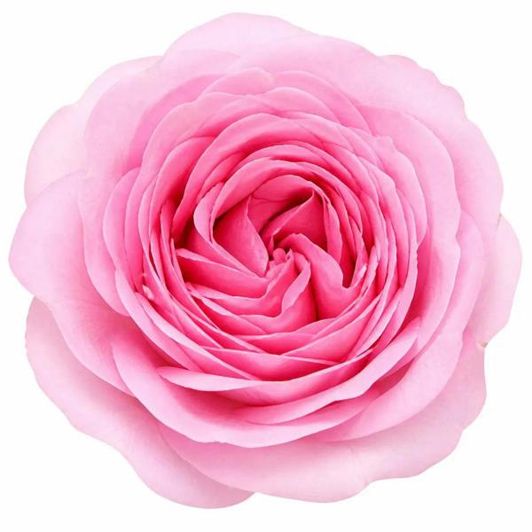 3L Mum In A Million Pink Rose Bush - Beautiful Flowering Plant Gift