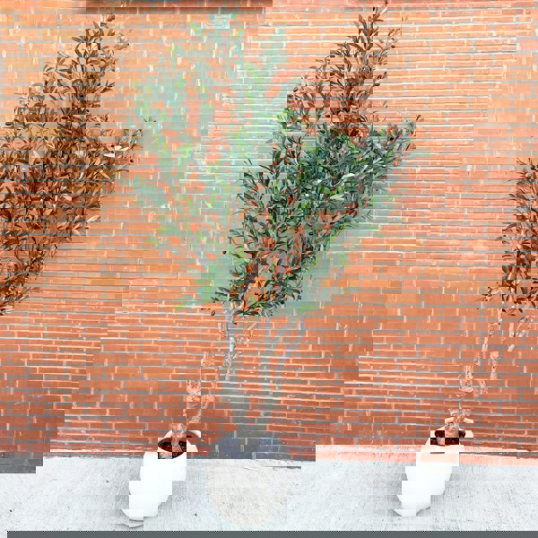 Leaf XXL Artificial Olive Tree 2.5m (250cm) Width: 160 cm With decorative planter