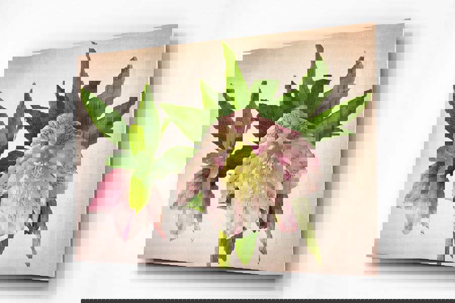 modern floral art print of hellebore plant