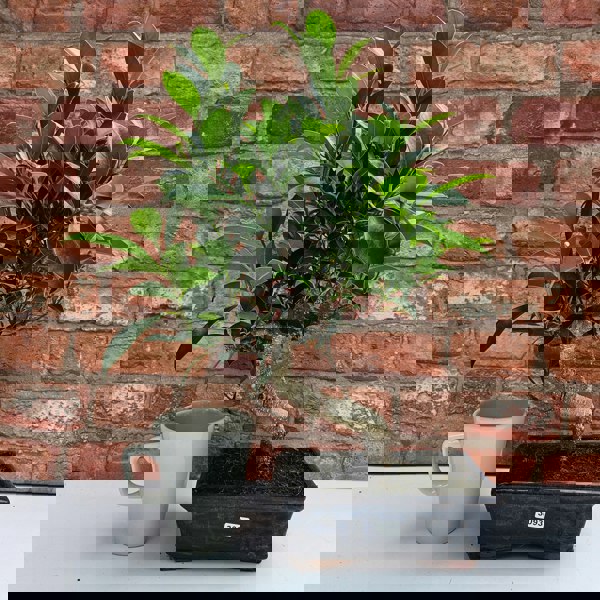 Yorkshire Bonsai Ficus Microcarpa (Banyan Fig) Indoor Bonsai Tree | Shaped | In 20cm Pot