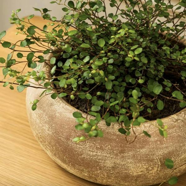 Antique Terracotta Plant Bowl - lifestyle shot