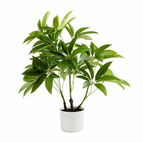 Scottish Everlastings 60cm Real Touch Schefflera / Umbrella Plant in White Pot