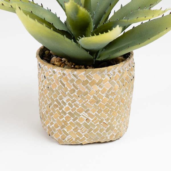 Scottish Everlastings 28cm Aloe in Basket
