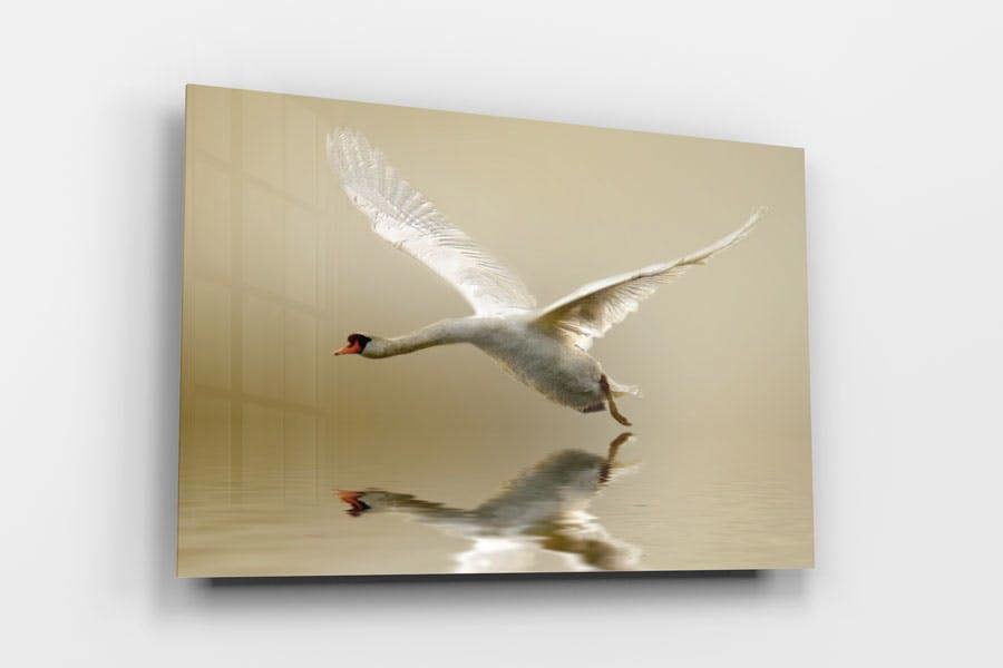 flying swan photographic art