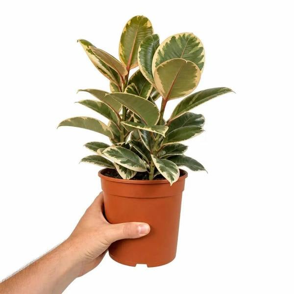 Ficus Tineke Rubber Plant 21cm Pot – Large Indoor Houseplant