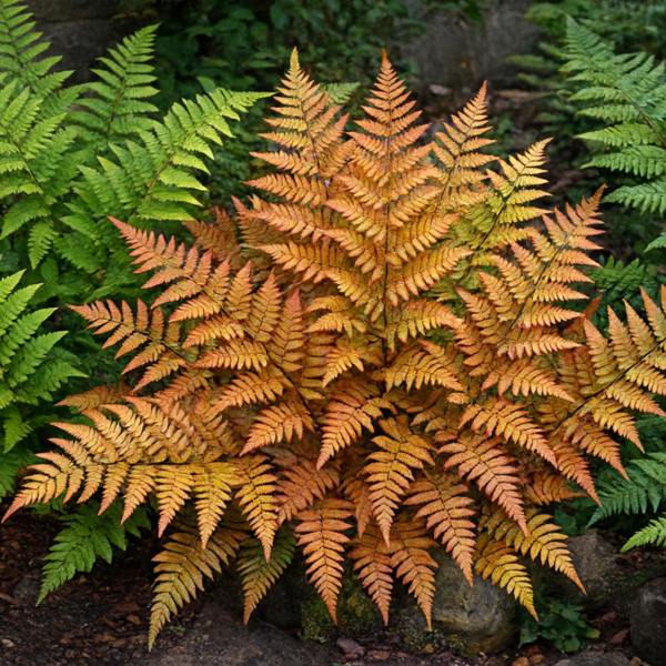 Copper Shield Fern Dryopteris Erythrosora Evergreen Garden Fern Plant 2L Pot