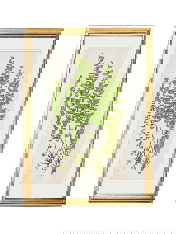 Exceptional Art Collection of 6 Ferns