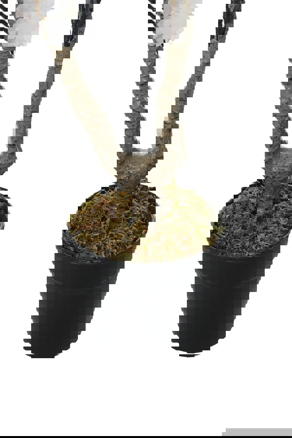 Living and Home 105cm Faux Cherry Flowering Tree in Pot for Outdoor Indoor