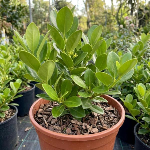 Griselinia Littoralis 'New Zealand Broadleaf' Evergreen Hedging 2L Pot The Rose Press Garden