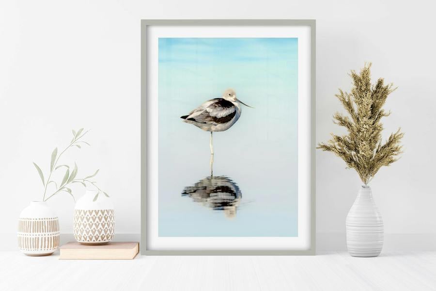 Fine art wildlife photography of Avocet bird