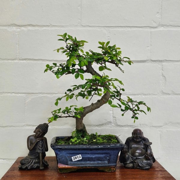Yorkshire Bonsai Chinese Elm (Ulmus Parvifolia) Bonsai Tree | Shaped | In 15cm Pot
