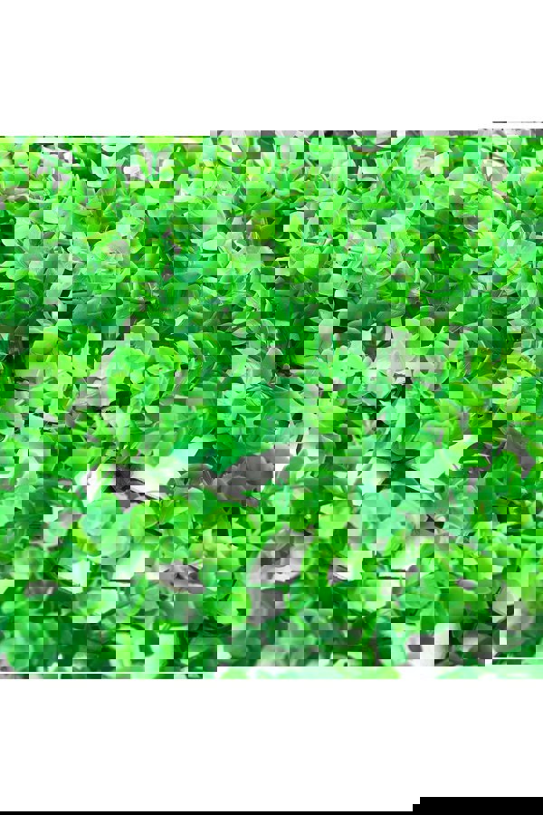 Living and Home 6 Pcs 40x60cm Artificial Eucalyptus Leaf Wall Panel Lawn Background Wall