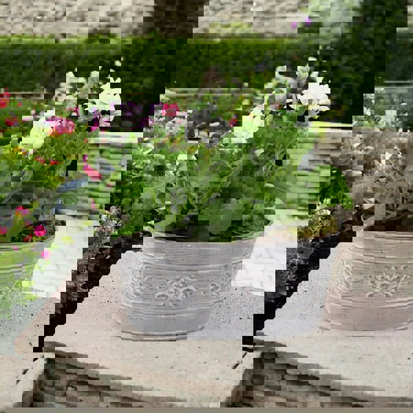 Geranium White in Leafy Vine Metal Trough Plants By Post