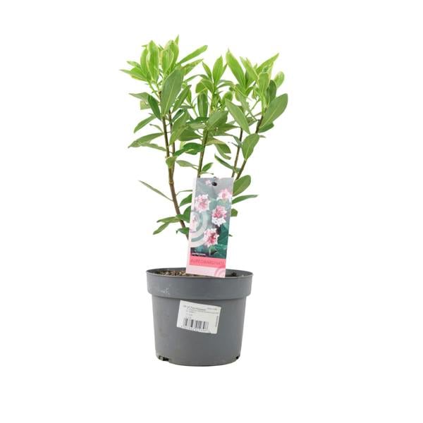 Daphne odora Aureomarginata - Fragrant Winter-Flowering Shrub Plants By Post