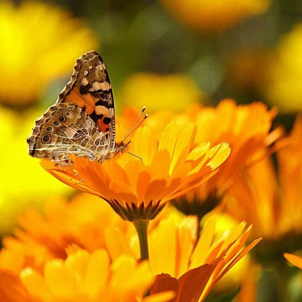 Calendula Fiesta Gitana Mix Seeds