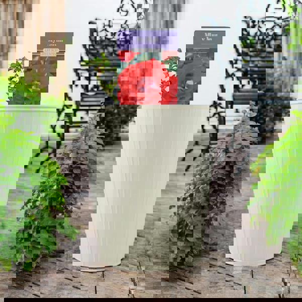 My Mum Rose Bush 5.5L Pot - Repeat Flowering Patio Rose Plants By Post