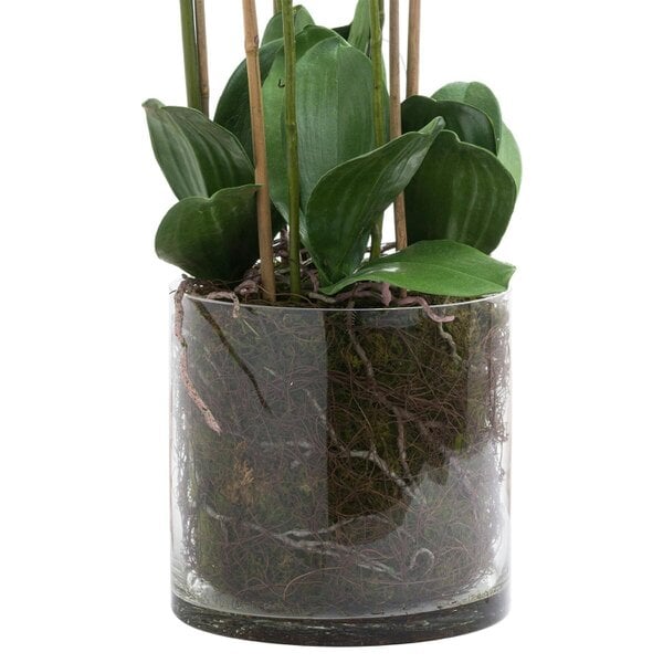 Wyld Haus Artificial Flowers Large White Tall Orchid in Glass Pot