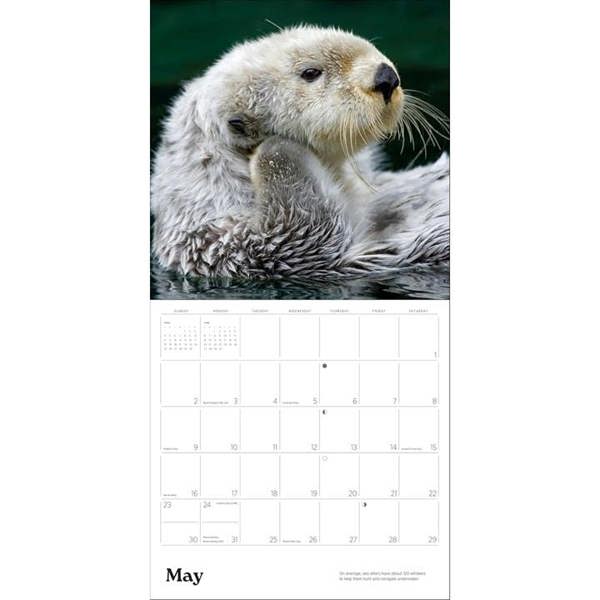 Unbranded Sea Otters Calendar 2027, Wall Calendars, Month To View, Animals, Gift