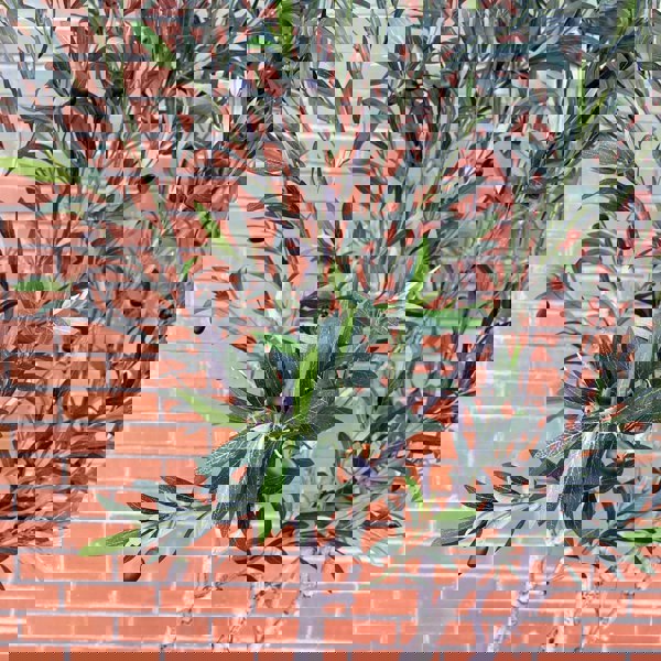 Leaf XXL Artificial Olive Tree 2.5m (250cm) Width: 160 cm With decorative planter