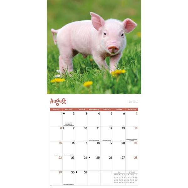 Mini Pigs Calendar 2027, Wall Calendars, Month To View, Animals, Gift