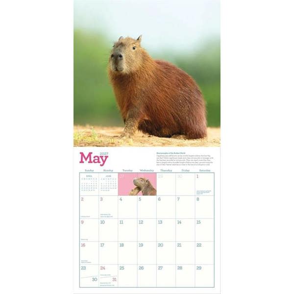 Capybara Calendar 2027, Wall Calendars, Month To View, Animals, Gift