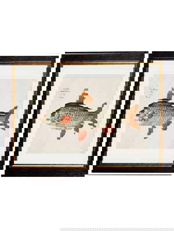 Exceptional Art c.1785 Fresh Water Fish