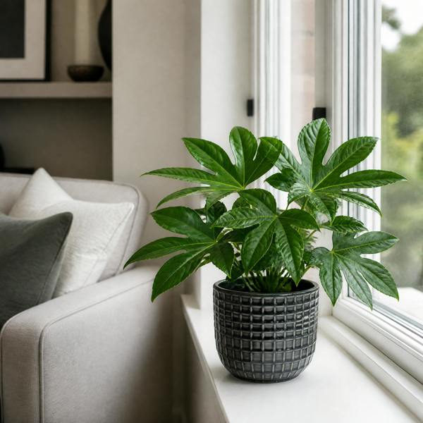 Fatsia Paper Plant 12cm Pot - Air Purifying Plant Plants By Post
