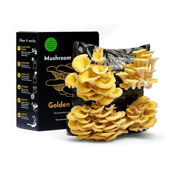 Urban Farm-It Oyster Mushroom Growing Kit Full Set – Gift Option