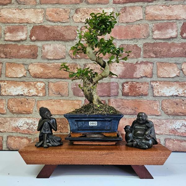 Yorkshire Bonsai Chinese Privet (Ligustrum Sinense) Bonsai Tree | Shaped | In 15cm Pot - 3502