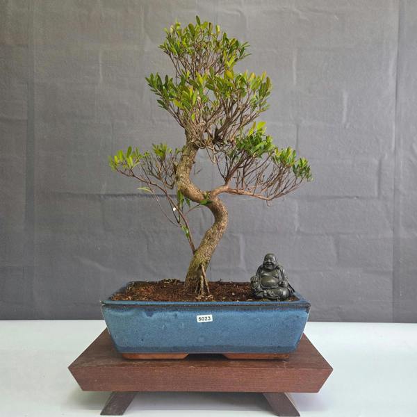 Yorkshire Bonsai Brush Cherry (Syzygium) Bonsai Tree | Shaped | In 30cm Pot