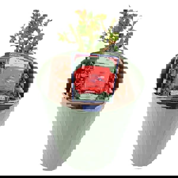 My Mum Rose Bush 5.5L Pot - Repeat Flowering Patio Rose Plants By Post