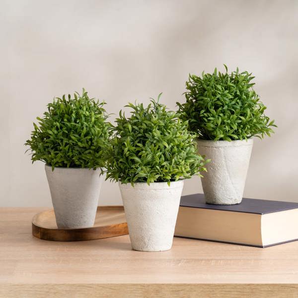 Scottish Everlastings Set of 3 Topiary Plants in Cement Pot