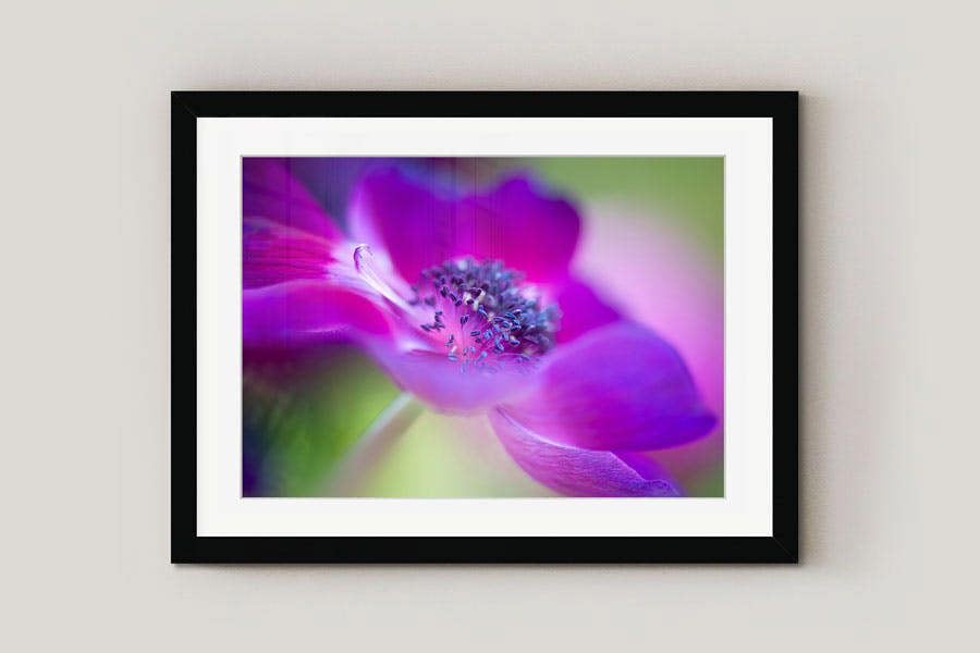 framed flower print