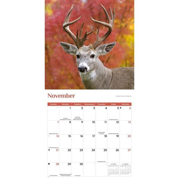 White-Tailed Deer Calendar 2027, Wall Calendars, Month To View, Animals, Gift