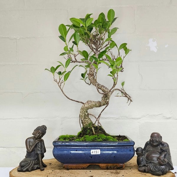 Yorkshire Bonsai Ficus Microcarpa (Banyan Fig) Indoor Bonsai Tree | Shaped | In 20cm Pot